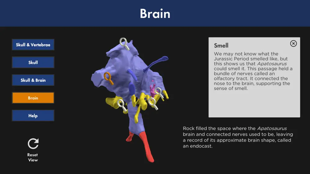3D model interface showing the reconstructed Apatosaurus brain endocast