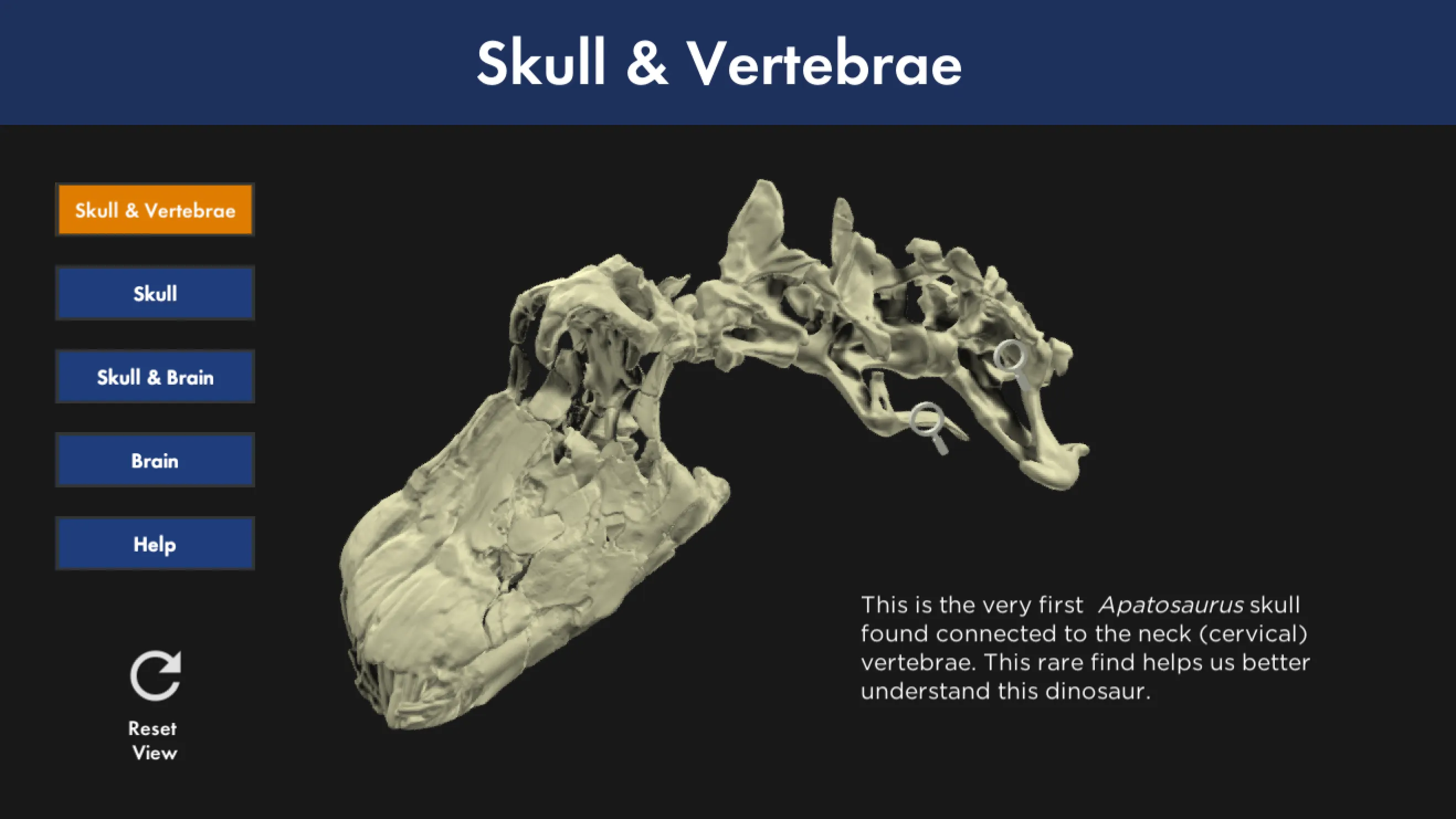 3D model interface showing the Apatosaurus skull and brain cavity