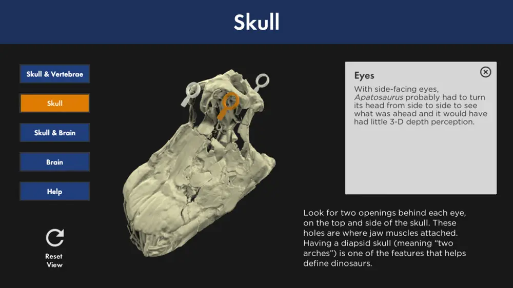 3D model interface highlighting features of the Apatosaurus skull